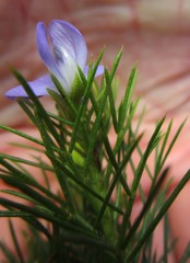 Psoralea azuroides