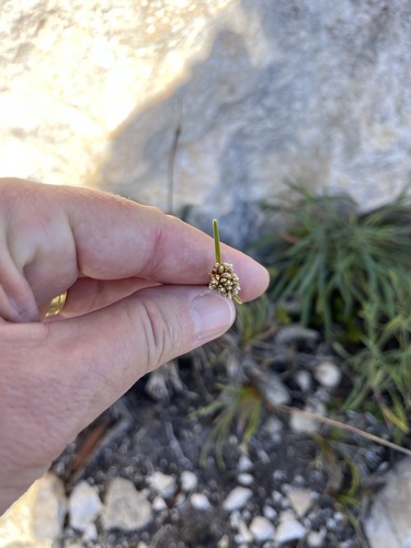 Image of Ficinia praemorsa by (c) Charleen Brunke, some rights reserved (CC BY)
