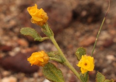 Hermannia decipiens