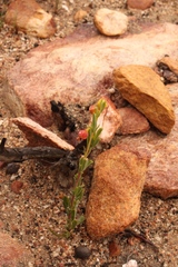 Hermannia aff-denudata