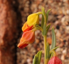 Hermannia aff-denudata