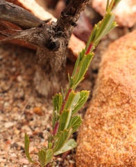 Hermannia aff-denudata