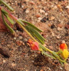 Hermannia aff-denudata