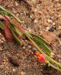 Hermannia aff-denudata