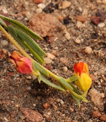 Hermannia aff-denudata