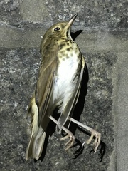 Catharus ustulatus