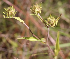Stokesia laevis