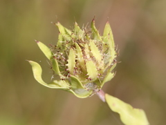 Stokesia laevis