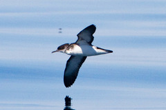 Manx Shearwater photo 3