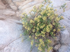 Ericameria cuneata spathulata