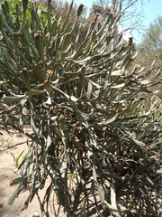 Euphorbia enterophora