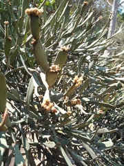 Euphorbia enterophora