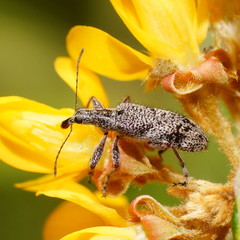 Agnesiotis pilosula