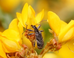 Agnesiotis pilosula