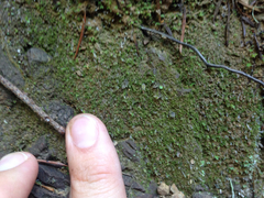 Cephaloziella turneri