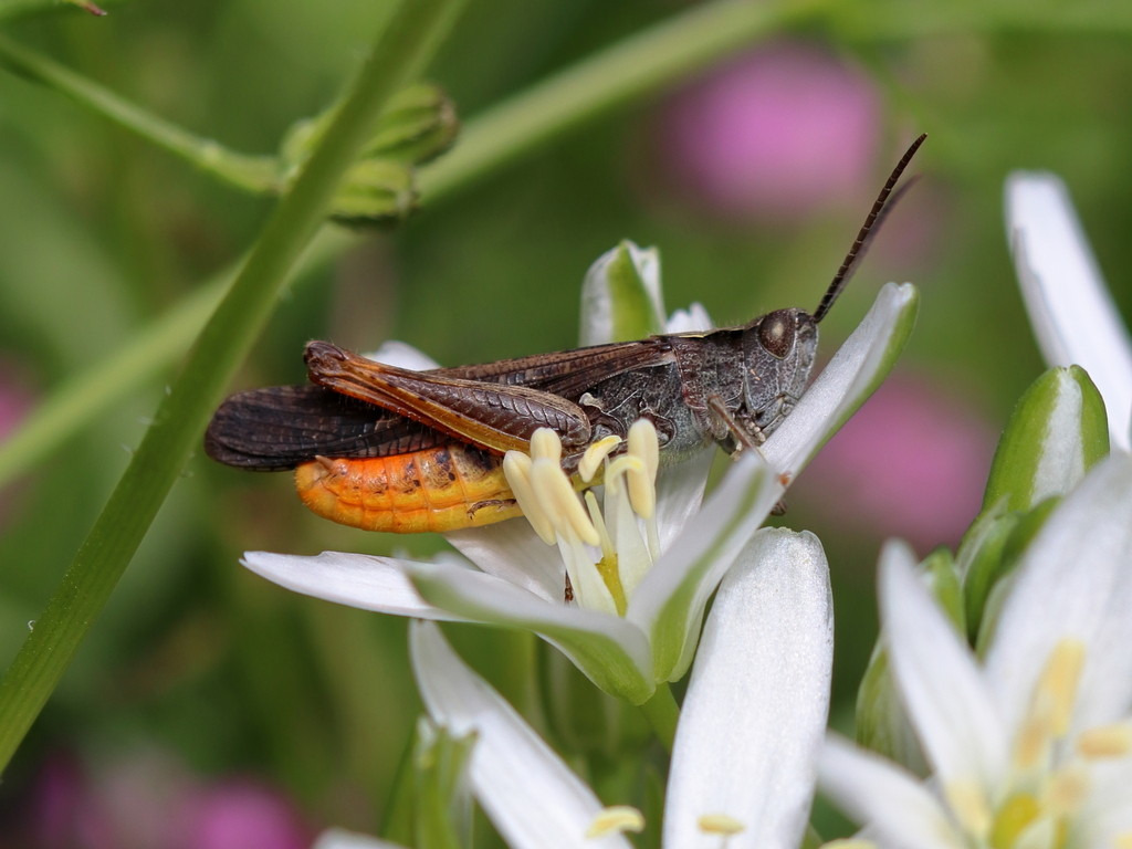 Chorthippus peneri