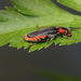 Dark Sailor Beetle - Photo (c) 05gi02el03, some rights reserved (CC BY-NC), uploaded by 05gi02el03