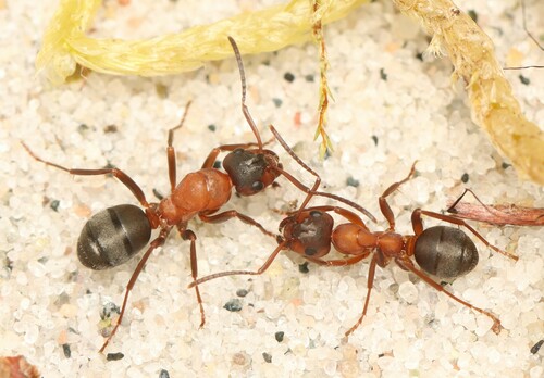 Blood-red Field Ant, photo 10 of 10