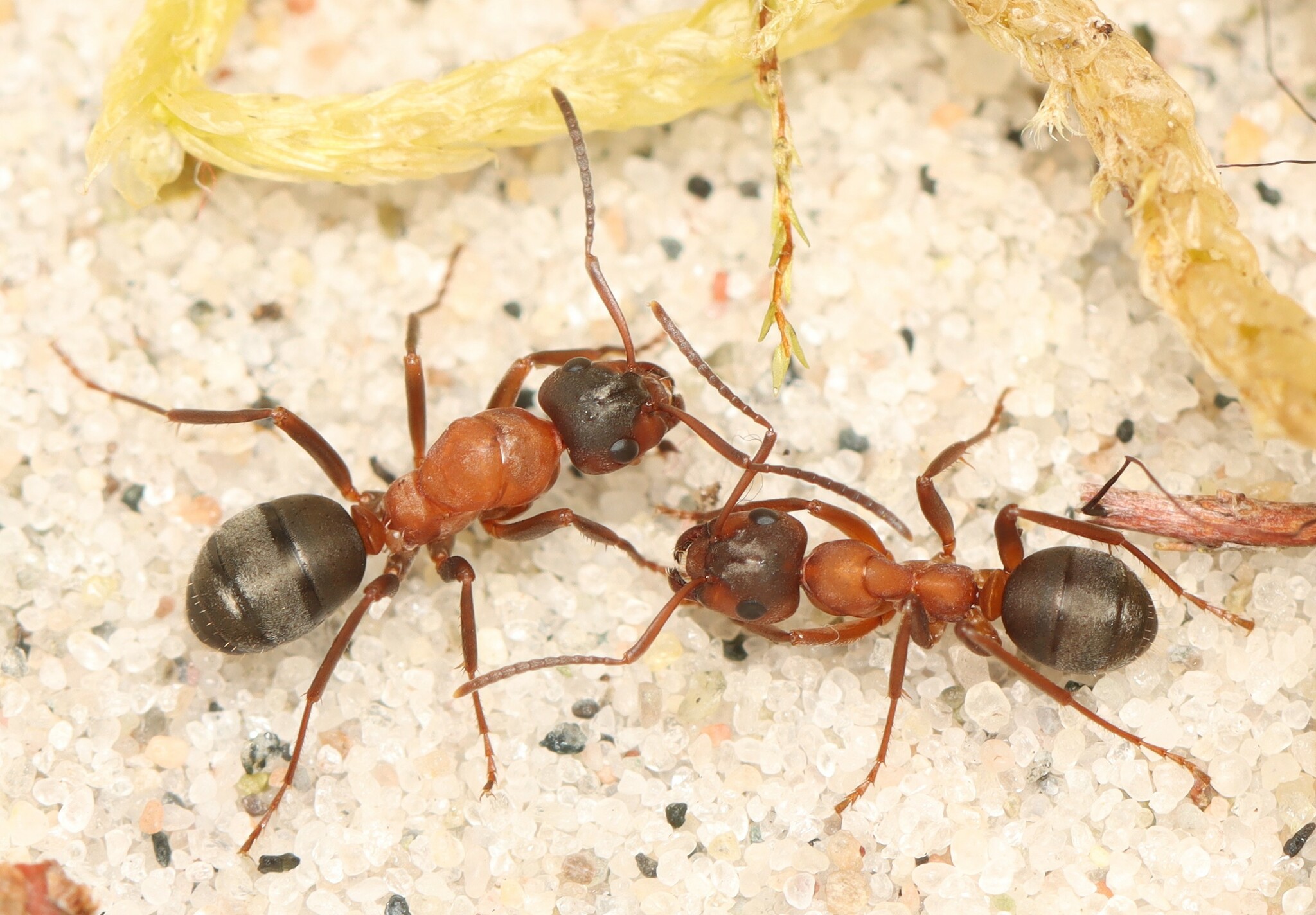 Blood-red Field Ant (Formica sanguinea) · iNaturalist