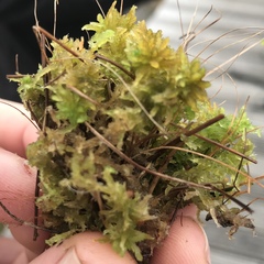 Sphagnum cuspidatum