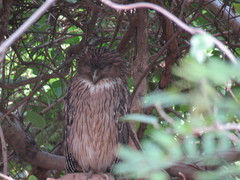 Ketupa zeylonensis