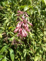 Cestrum fasciculatum