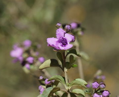 Prostanthera rotundifolia