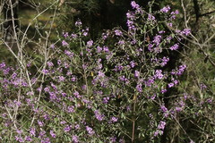 Prostanthera rotundifolia