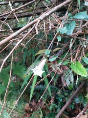 Tripterospermum luzonense