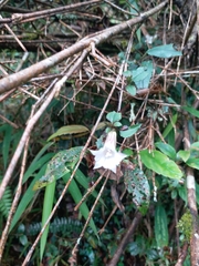 Tripterospermum luzonense