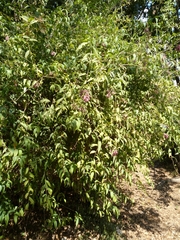 Cestrum fasciculatum