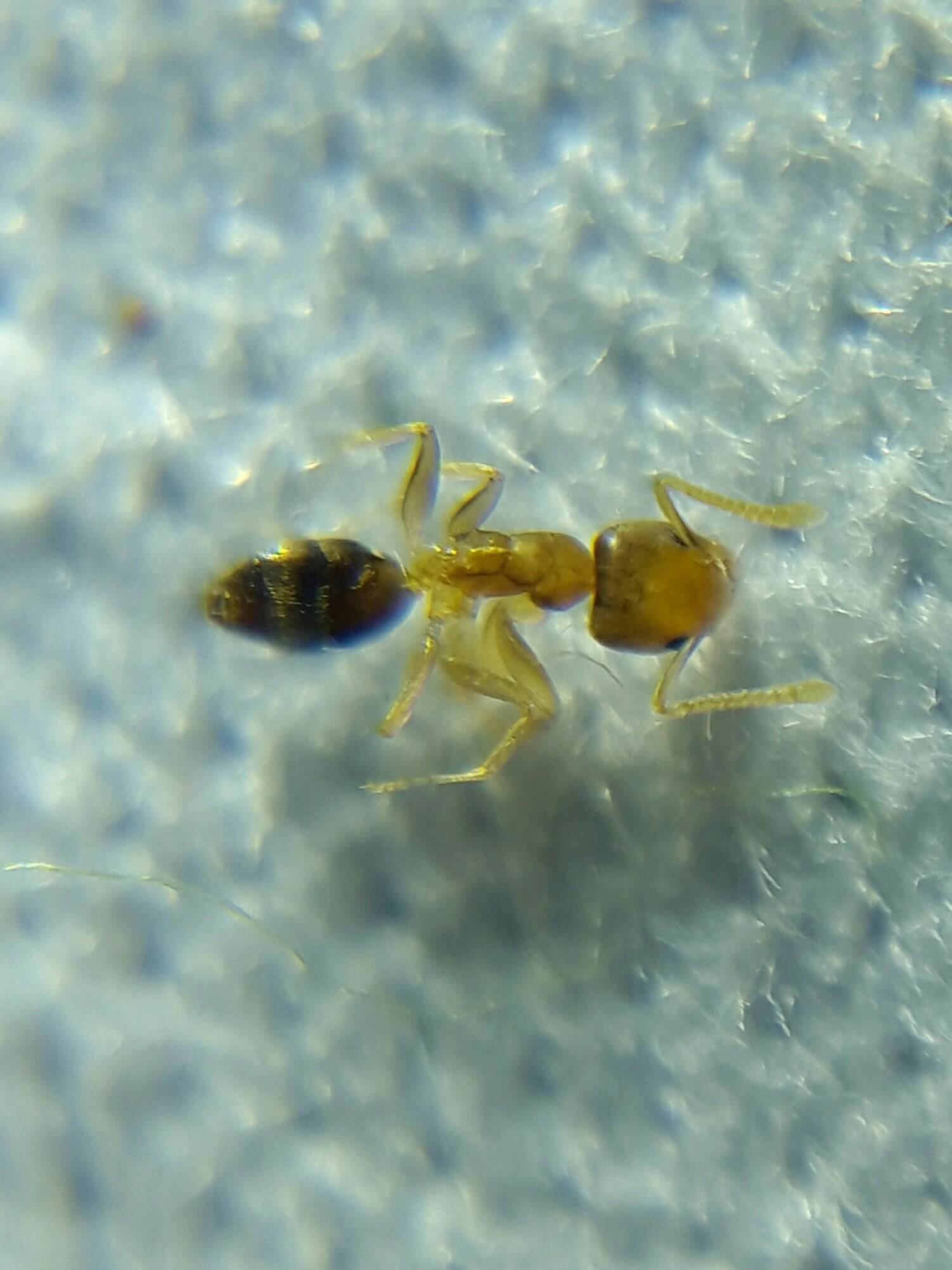 Agraulomyrmex damohensis