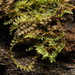 Common Pouchwort - Photo (c) Ken-ichi Ueda, some rights reserved (CC BY), uploaded by Ken-ichi Ueda