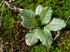 Gift-Lattich (Lactuca virosa): Herkunft und Verwendung — Foto 3