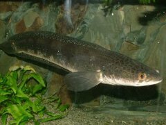 Bullseye Snakehead photo 2