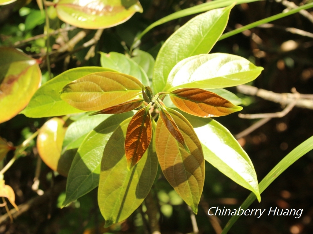 Urceola micrantha