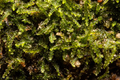 Fuscocephaloziopsis lunulifolia