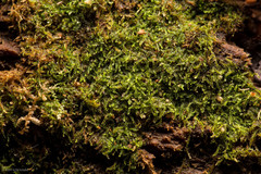 Fuscocephaloziopsis lunulifolia