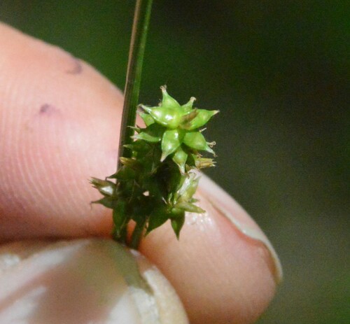 Image of Carex retroflexa by (c) Dan Johnson, some rights reserved (CC BY)
