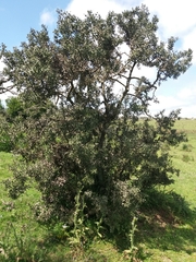 Colletia paradoxa