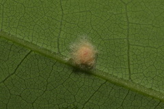 Seseria formosana