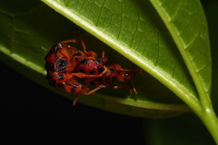 Agomadaranus pardaloides