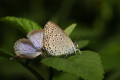 Pseudozizeeria maha okinawana