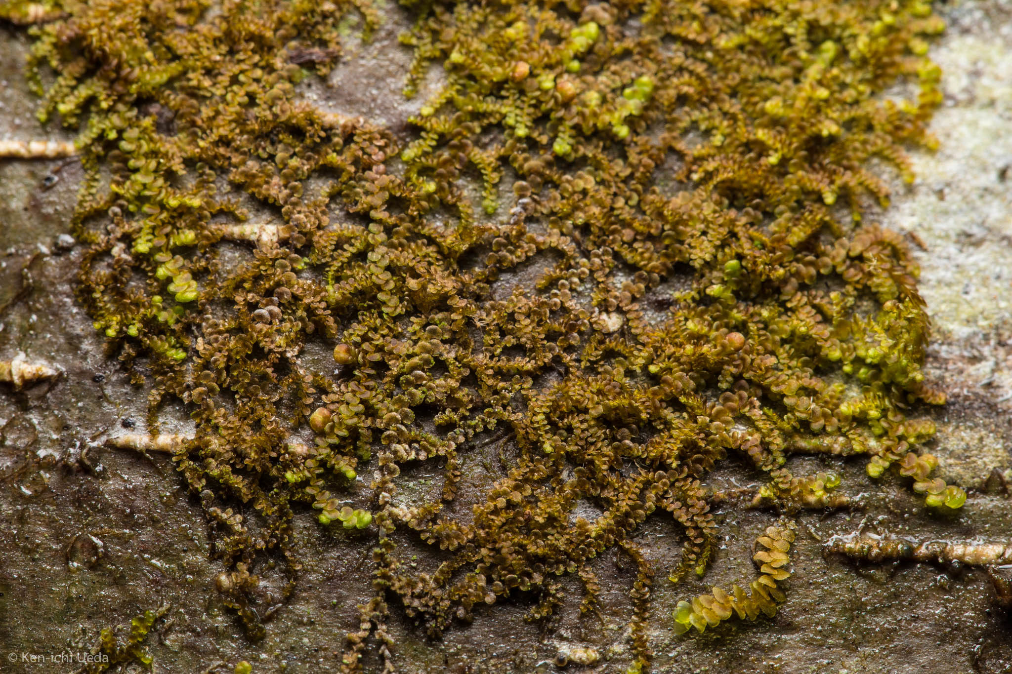 Frullania californica