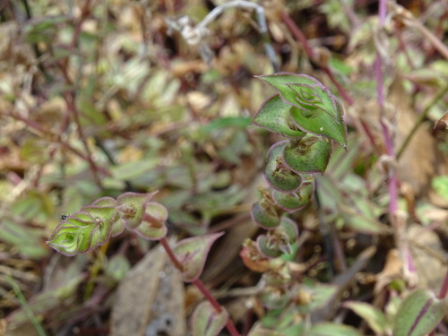 Callisia repens