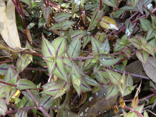 Callisia repens