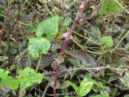 Callisia repens