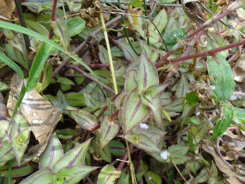 Callisia repens