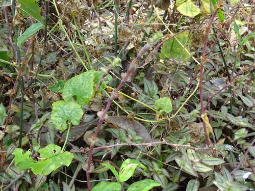 Callisia repens
