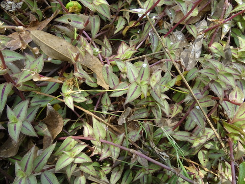Callisia repens